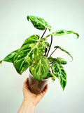 Philodendron variegated gloriosum “snow leopard” 2” rooted plant **(ALL plants require you to purchase ANY 2 plants!)**