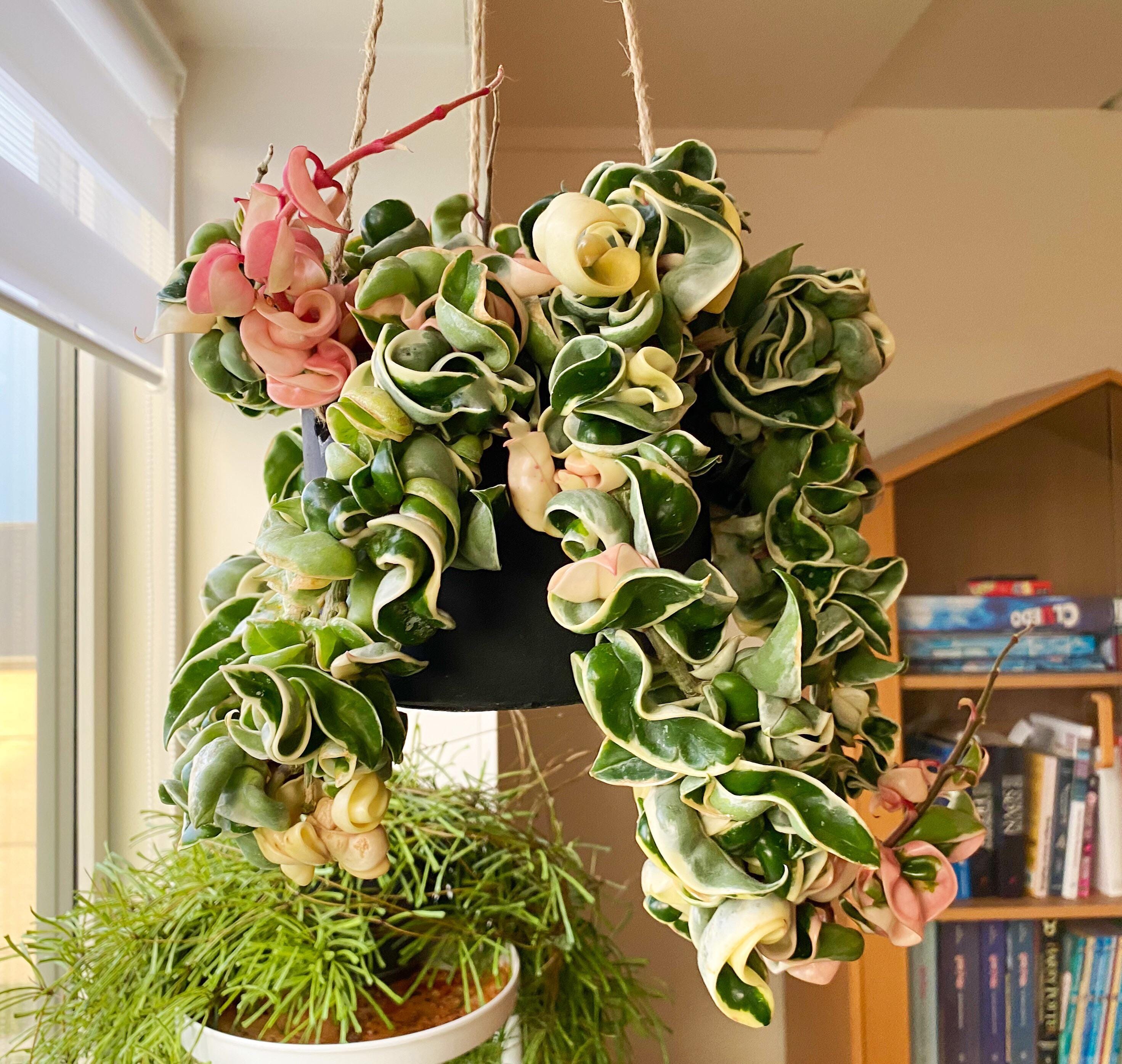 Hoya compacta variegated 4” pot **(ALL plants require you to purchase ANY 2 plants!)*
