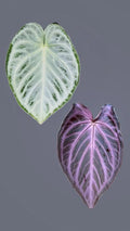 Anthurium Doroyaki silver x Purple starter plant **(ALL plants require you to purchase ANY 2 plants!)**