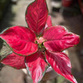 Aglaonema Red Anjamani starter plant **(ALL plants require you to purchase ANY 2 plants!)**