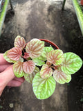 Peperomia Quito (variegated caperata) 4” plant **(ALL plants require you to purchase ANY 2 plants!)**