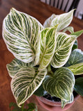 Philodendron Birkin 4” pot  **(ALL plants require you to purchase ANY 2 plants!)**