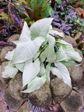 Syngonium Holly starter plant **(ALL plants require you to purchase ANY 2 plants!)**