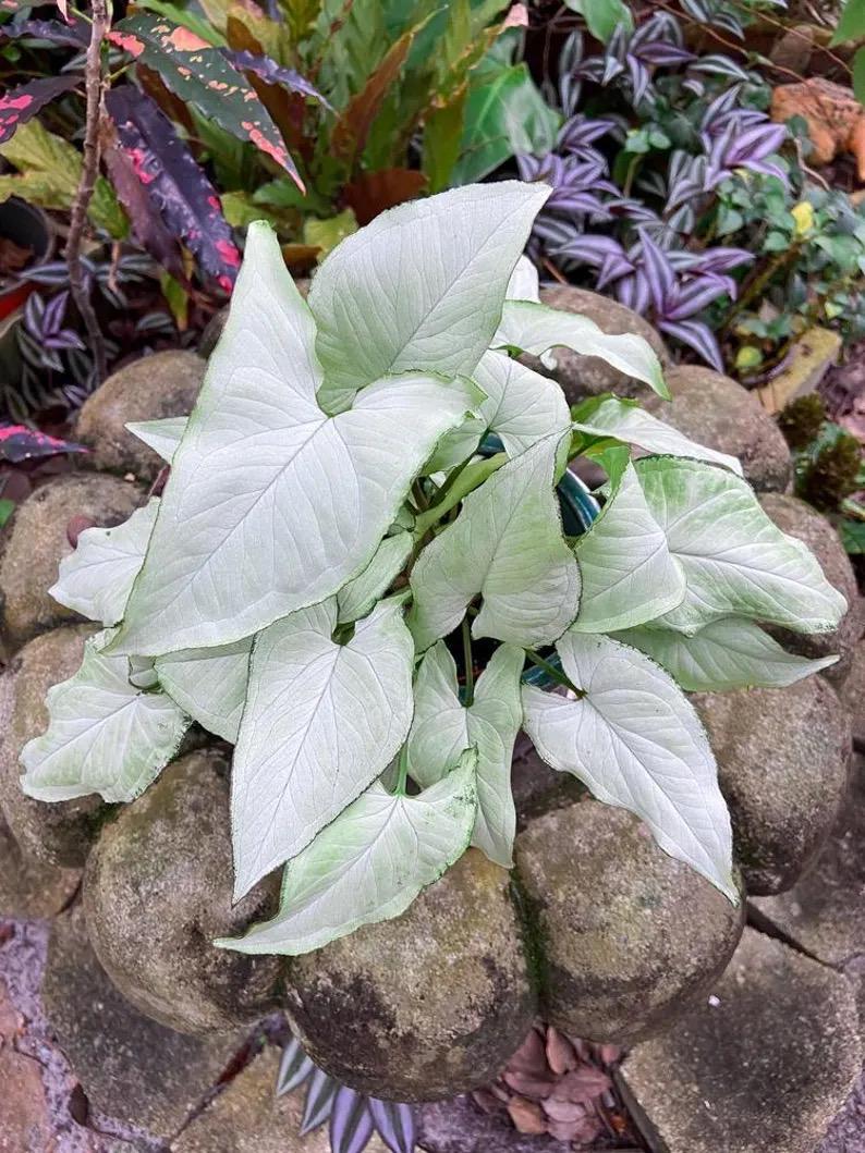Syngonium Holly starter plant **(ALL plants require you to purchase ANY 2 plants!)**