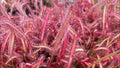 Drosera Capensis “octopus plant” (Dark maroon) starter plant **(ALL plants require you to purchase ANY 2 plants!)**