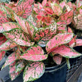 Aglaonema Wishes starter plant **(ALL plants require you to purchase ANY 2 plants!)**