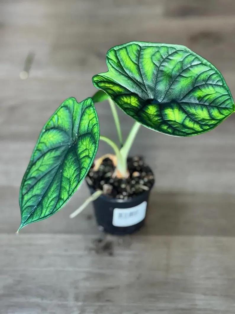 Alocasia Aegis 2” pot **(ALL plants require you to purchase ANY 2 plants!)**