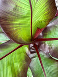 Musa Maurelli starter plant **(ALL plants require you to purchase ANY 2 plants!)**