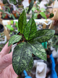 Hoya Crassipetiolata splash 2” plant **(ALL plants require you to purchase ANY 2 plants!)**