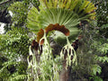 Platycerium Grande staghorn fern 2” pot **(ALL plants require you to purchase ANY 2 plants!)**