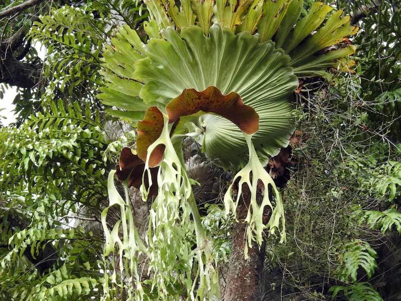 Platycerium Grande staghorn fern 2” pot **(ALL plants require you to purchase ANY 2 plants!)**