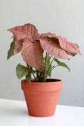 Syngonium strawberry cream starter plant **(ALL plants require you to purchase ANY 2 plants!)**