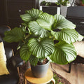 Calathea Orbifolia 4” multistem plant **(ALL plants require you to purchase ANY 2 plants!)**