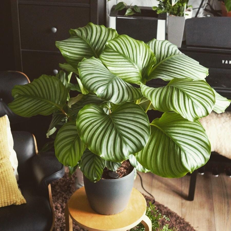 Calathea Orbifolia 4” multistem plant **(ALL plants require you to purchase ANY 2 plants!)**