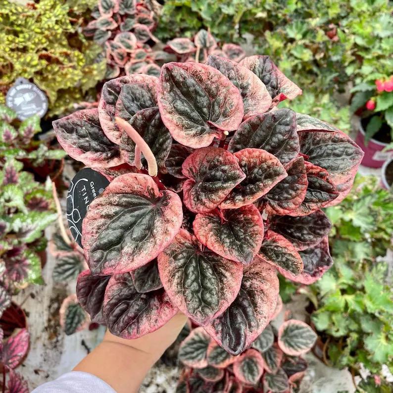 Pink peperomia “Abricos” starter plant **(ALL plants require you to purchase ANY 2 plants!)**