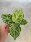 Seed grown Anthurium Doroyaki silver X silver blush starter plant **(ALL plants require you to purchase ANY 2 plants!)**