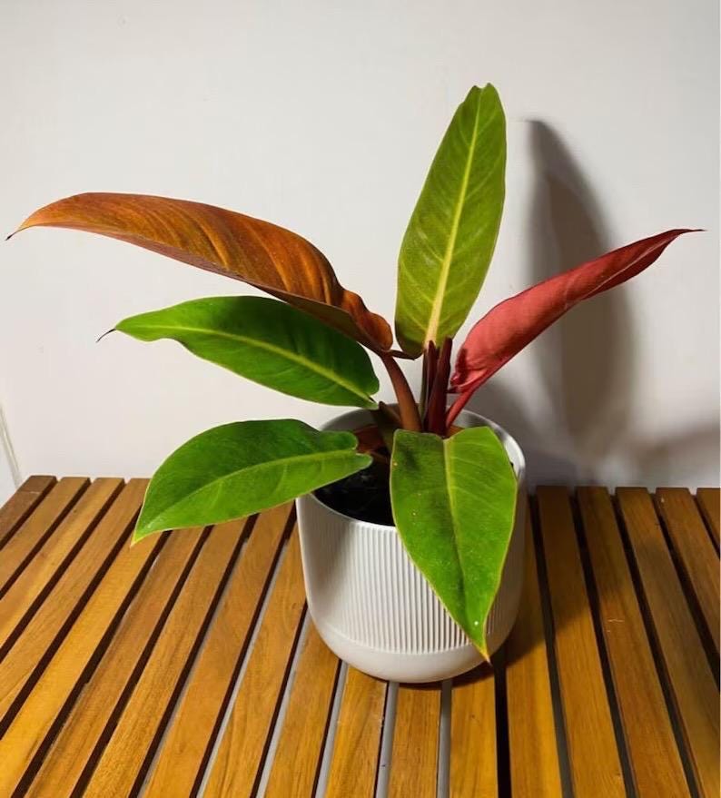 Philodendron Red king *new cultivar* 2” pot **(ALL plants require you to purchase ANY 2 plants!)**