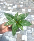 Ficus cotton color 4” multistem pot  **(ALL plants require you to purchase ANY 2 plants!)**