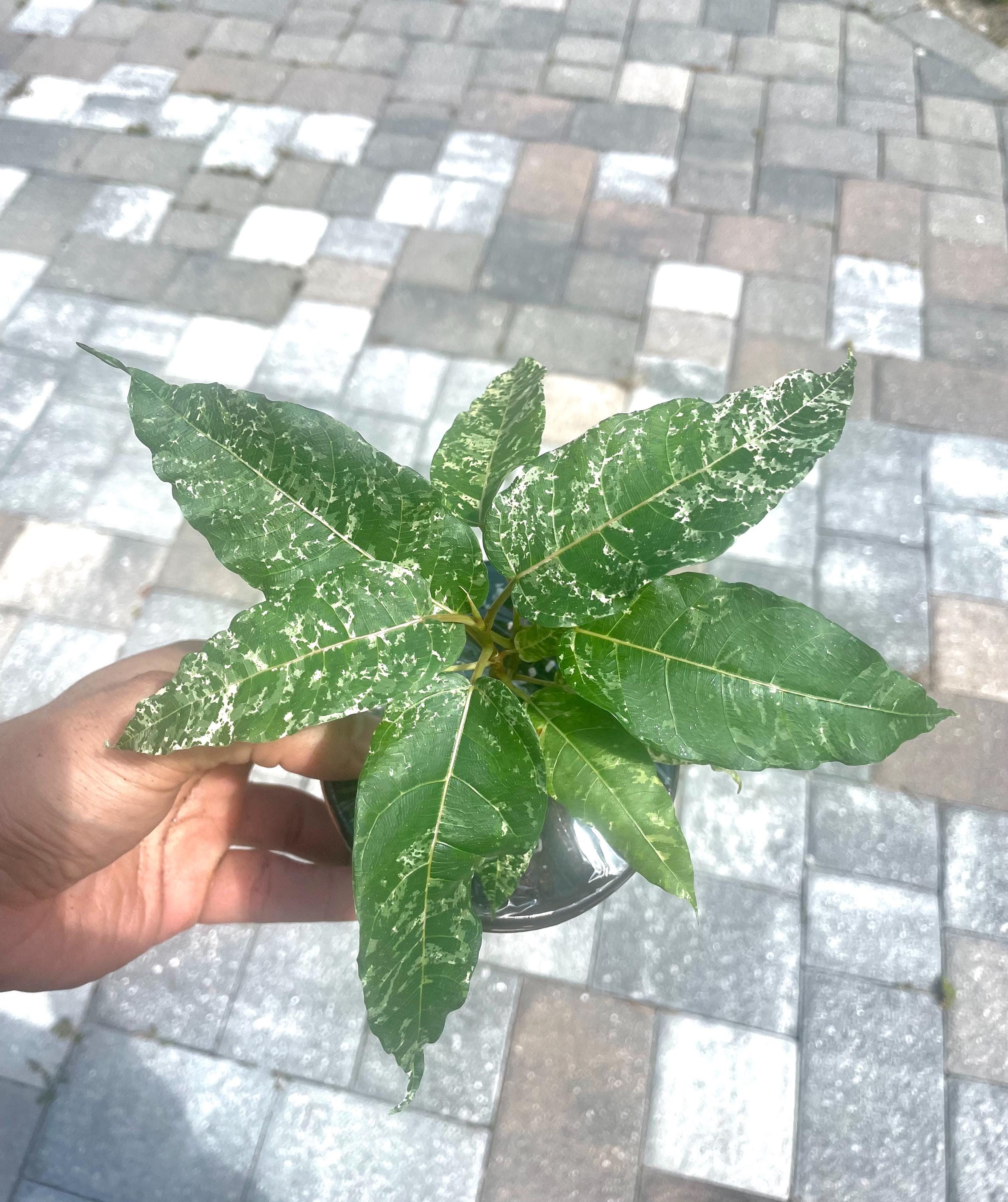 Ficus cotton color 4” multistem pot  **(ALL plants require you to purchase ANY 2 plants!)**