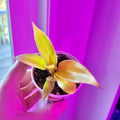 Philodendron Red king *new cultivar* starter plant **(ALL plants require you to purchase ANY 2 plants!)**
