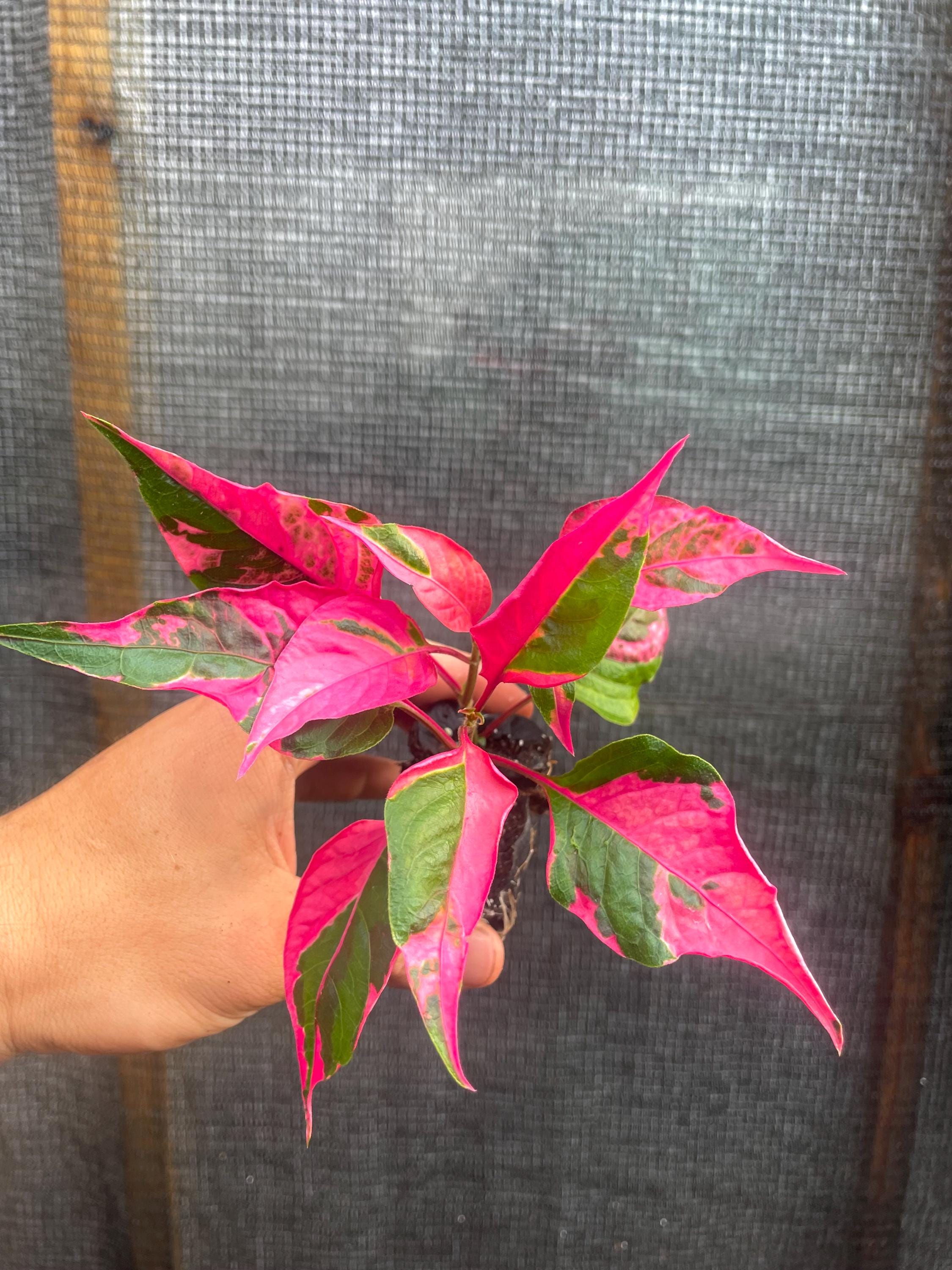 Alternanthera party time 2” pot **(ALL plants require you to purchase ANY 2 plants!)**