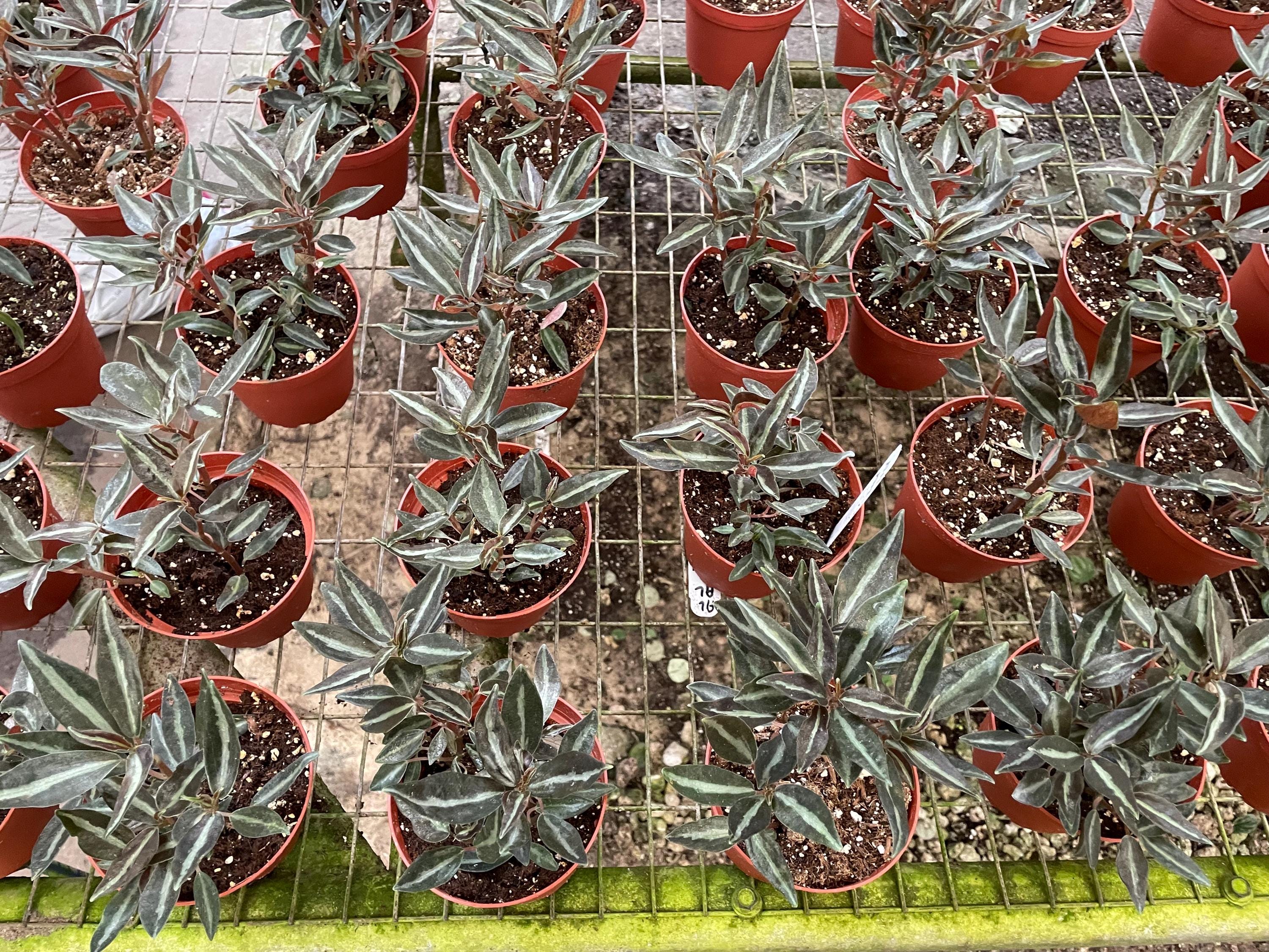 Peperomia Metallica narrow form 4” pot **(ALL plants require you to purchase ANY 2 plants!)**