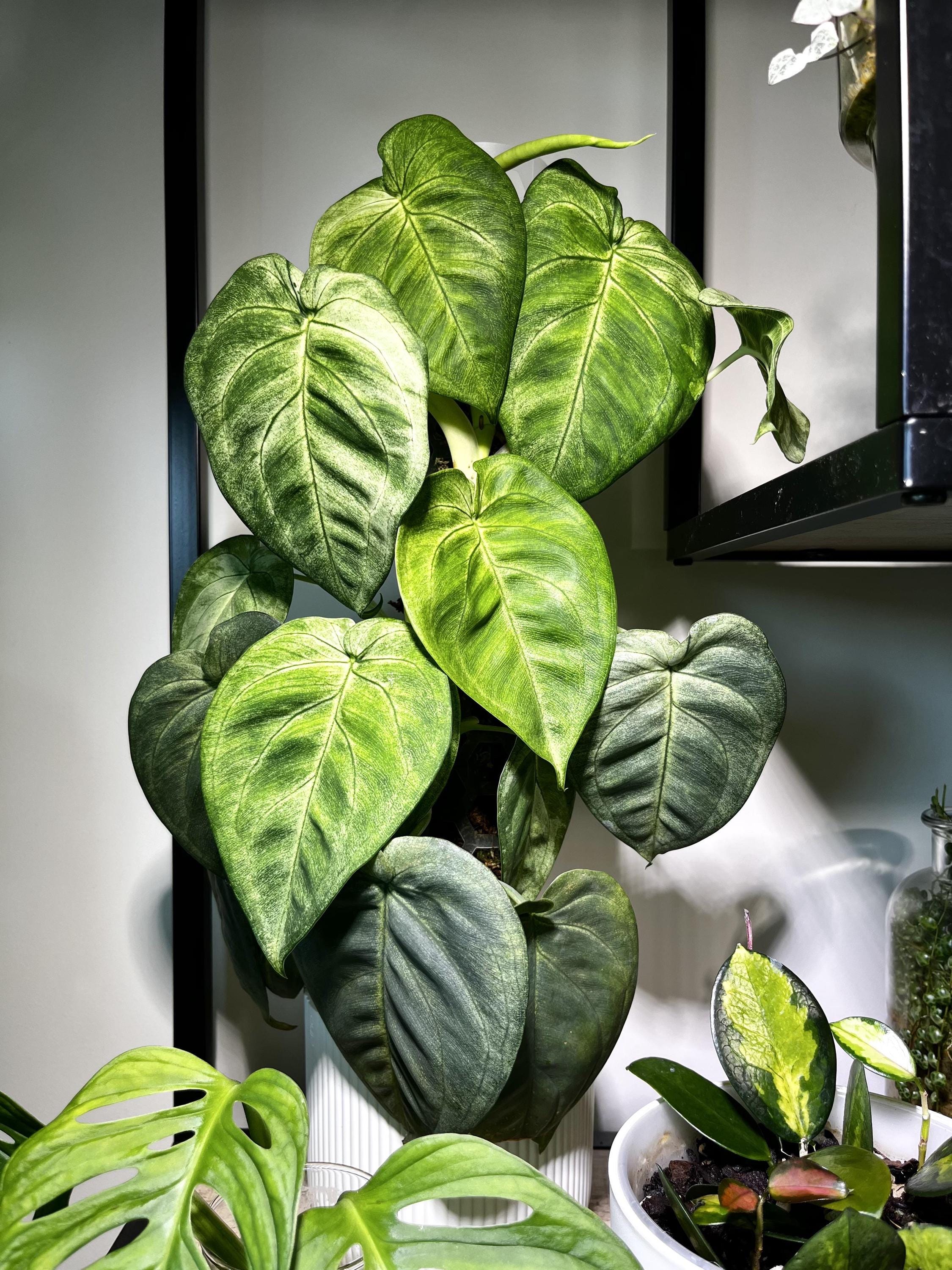 Syngonium chiapense Frosted heart starter plant **(ALL plants require you to purchase ANY 2 plants!)**