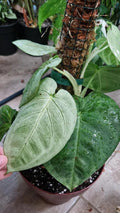 Syngonium Ice Frost starter plant **(ALL plants require you to purchase ANY 2 plants!)**