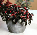 Peperomia Metallica var columbiana starter plant **(ALL plants require you to purchase ANY 2 plants!)**