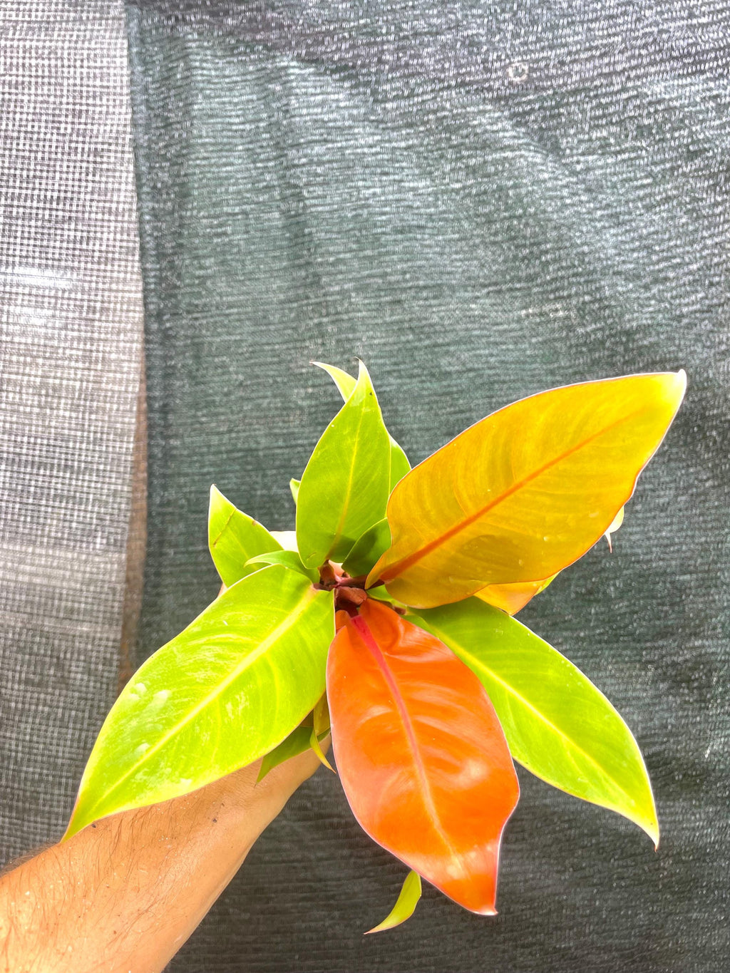 Philodendron Prince of Orange 4” pot **(ALL plants require you to purchase ANY 2 plants!)**