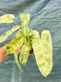 Philodendron Paraiso Verde 4” pot**(ALL plants require you to purchase ANY 2 plants!)**