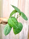 Syngonium chiapense Frosted heart 4” pot **(ALL plants require you to purchase ANY 2 plants!)**