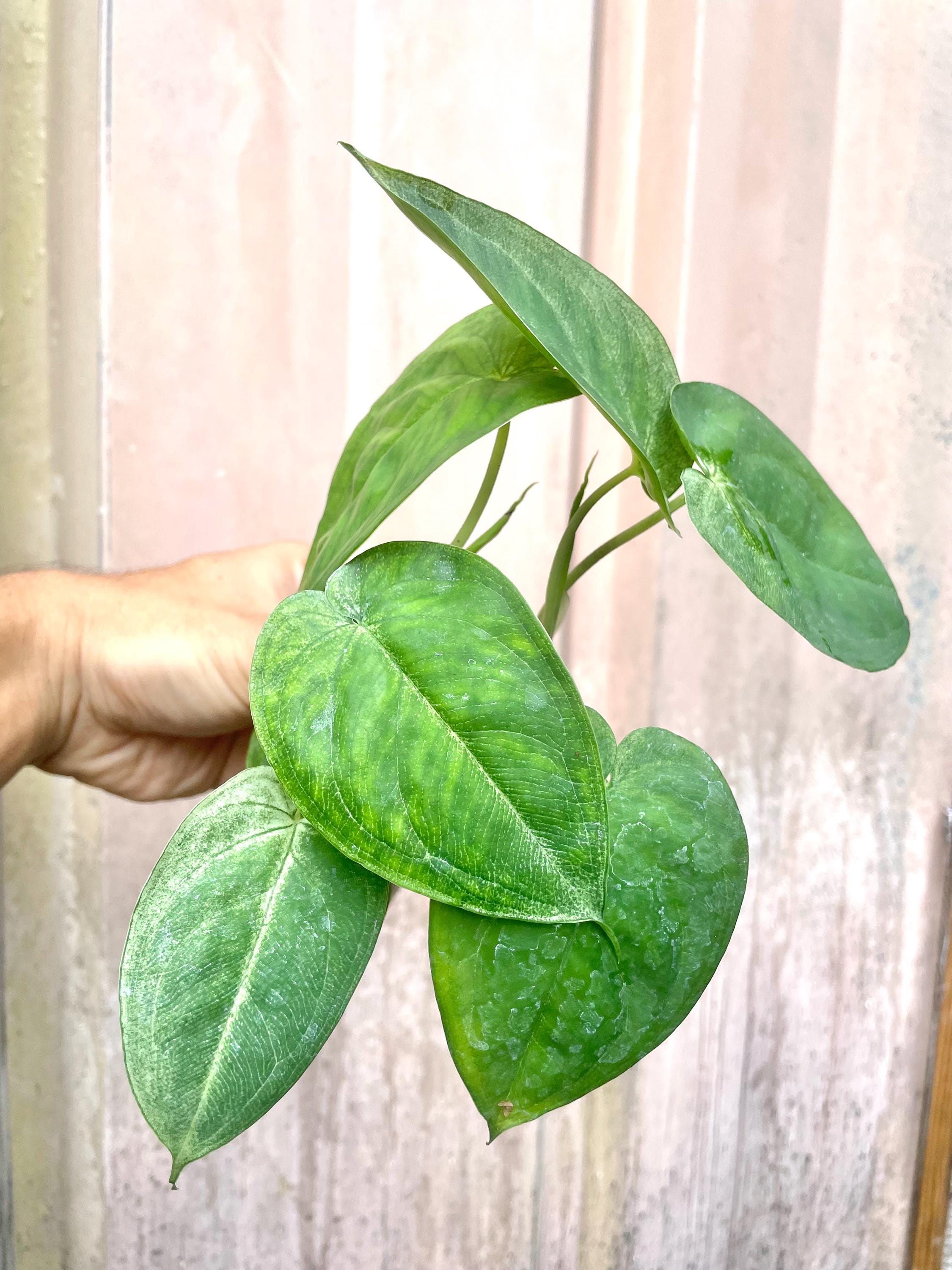 Syngonium chiapense Frosted heart 4” pot **(ALL plants require you to purchase ANY 2 plants!)**