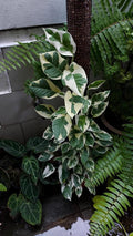 Pothos NJoy 4” pot **(ALL plants require you to purchase ANY 2 plants!)**