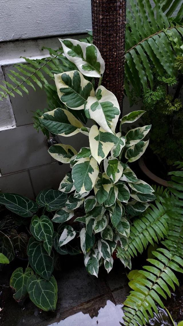 Pothos NJoy 4” pot **(ALL plants require you to purchase ANY 2 plants!)**