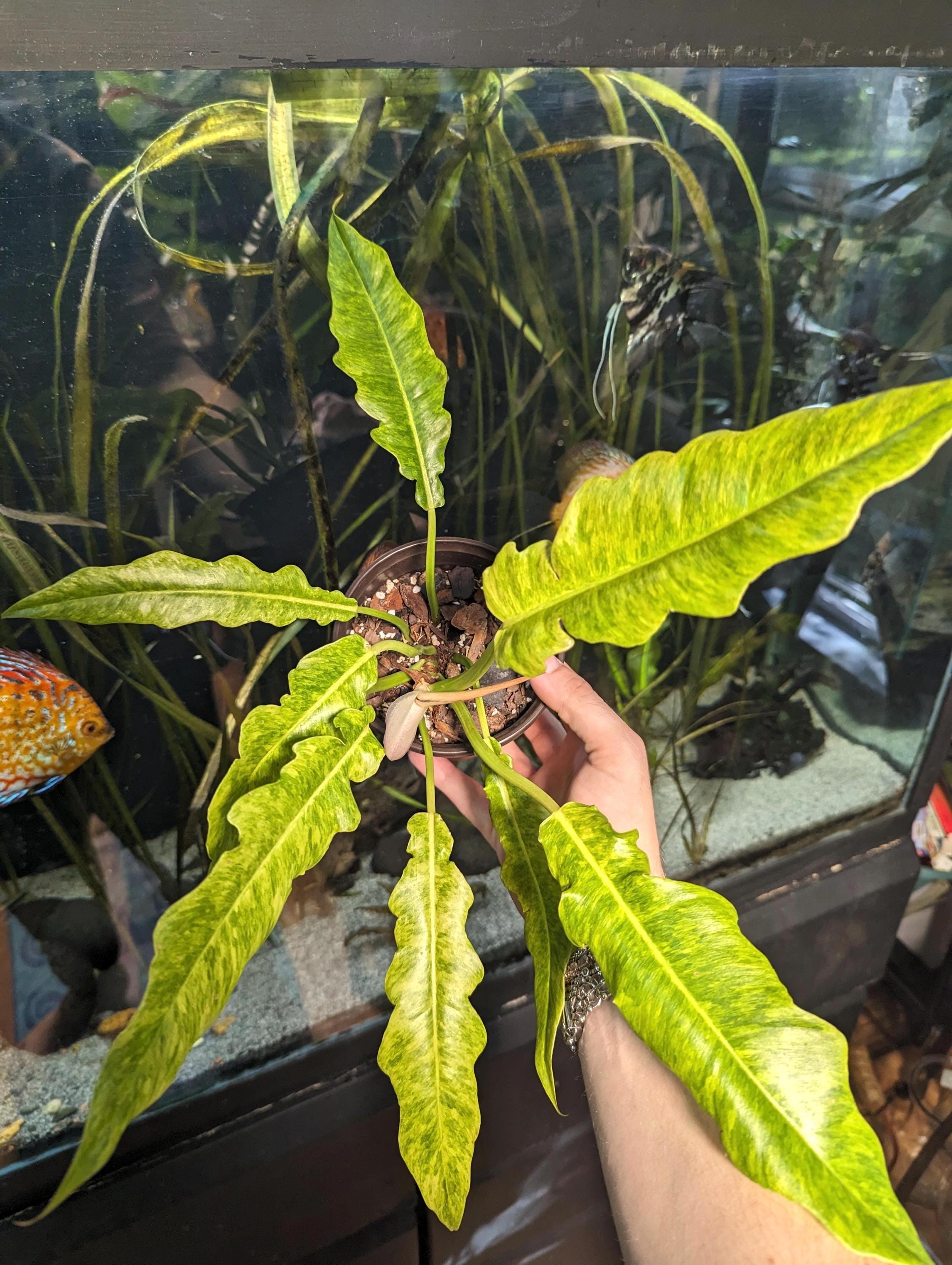 Philodendron Golden serratum marble starter plant **(ALL plants require you to purchase ANY 2 plants!)**