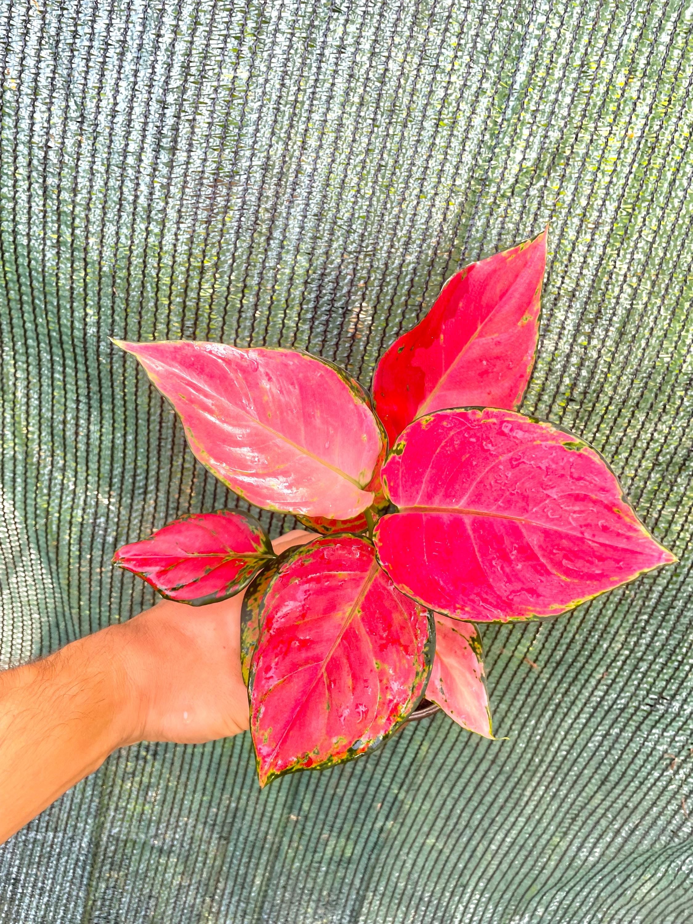 Aglaonema Geely red 4” pot **(ALL plants require you to purchase ANY 2 plants!)**