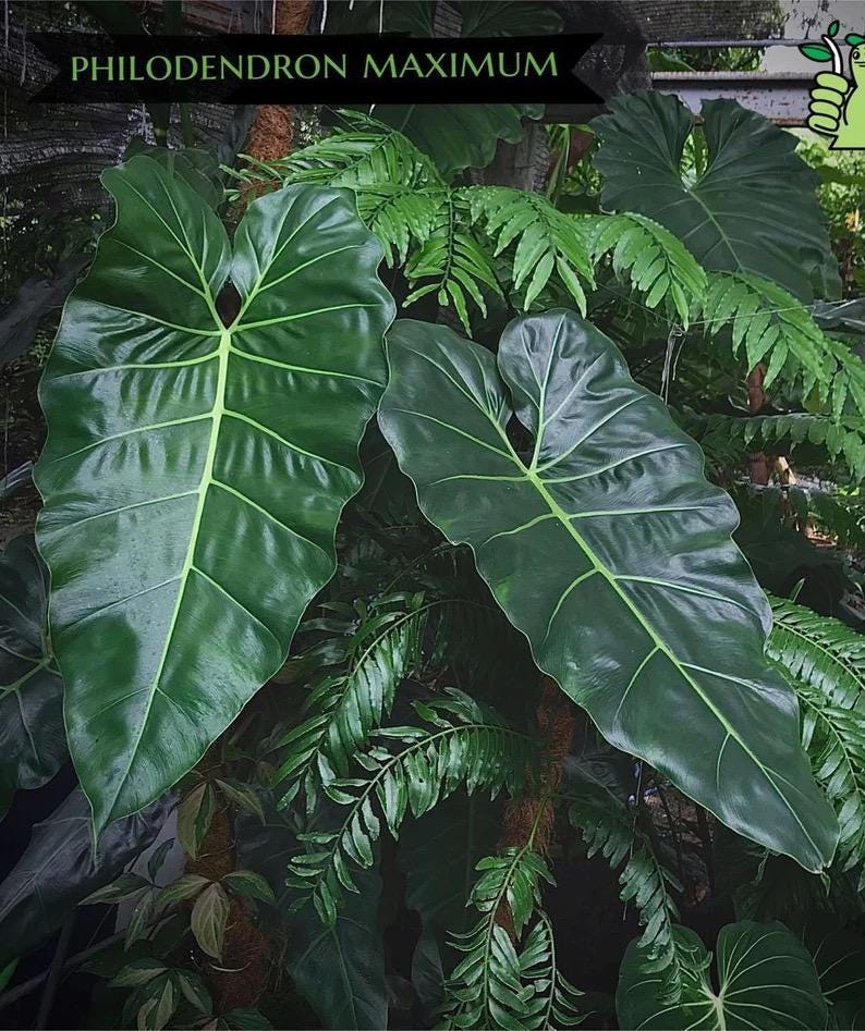 Philodendron Maximum 2” pot **(ALL plants require you to purchase ANY 2 plants!)**