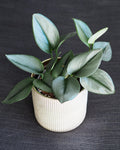 Scindapsus Treubii moonlight starter plant **(ALL plants require you to purchase ANY 2 plants!)**