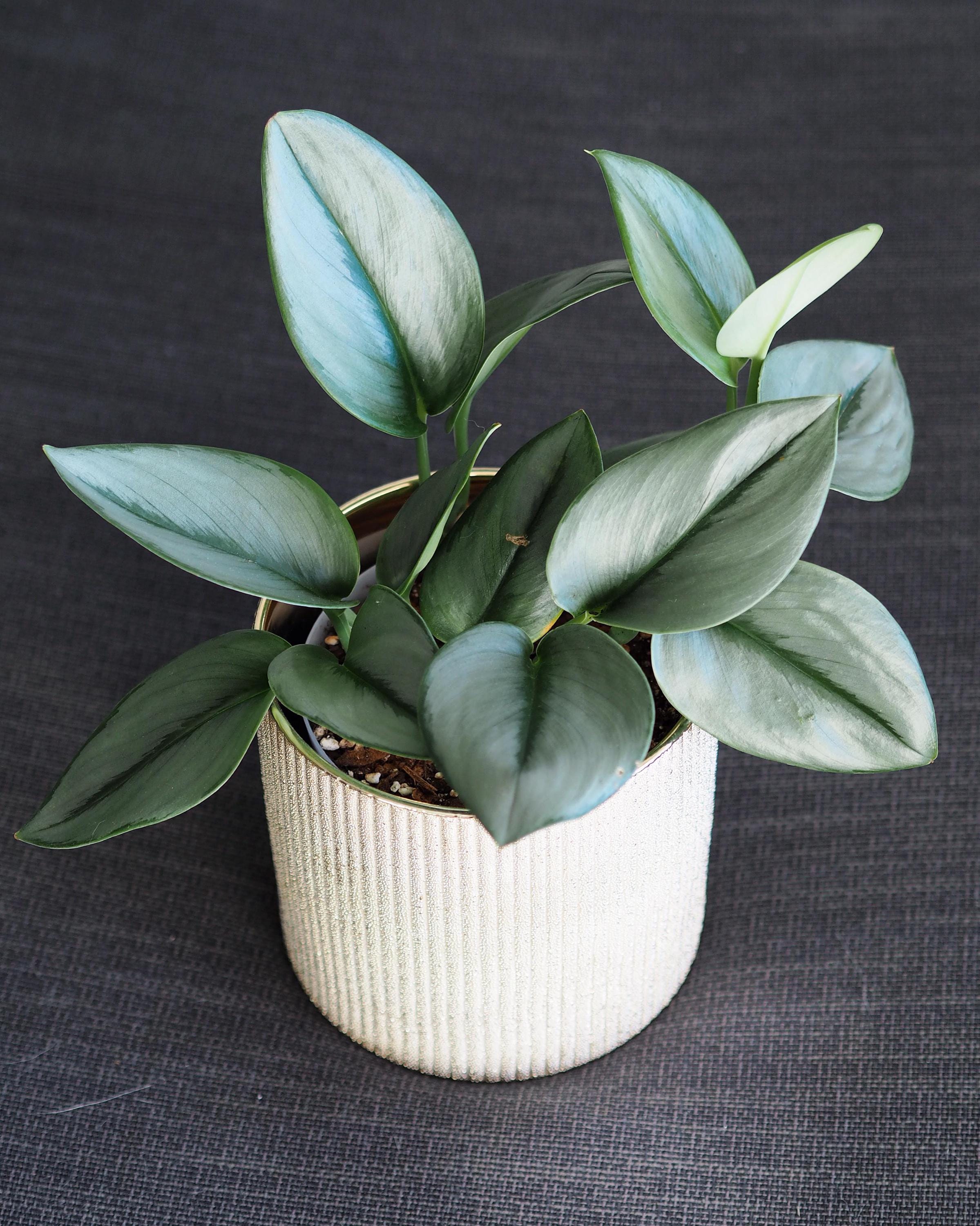 Scindapsus Treubii moonlight starter plant **(ALL plants require you to purchase ANY 2 plants!)**