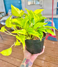 Champs Elysses rare pothos starter plant **(ALL plants require you to purchase ANY 2 plants!)**