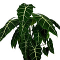 Alocasia velvet Elvis starter plant **(ALL plants require you to purchase ANY 2 plants!)**
