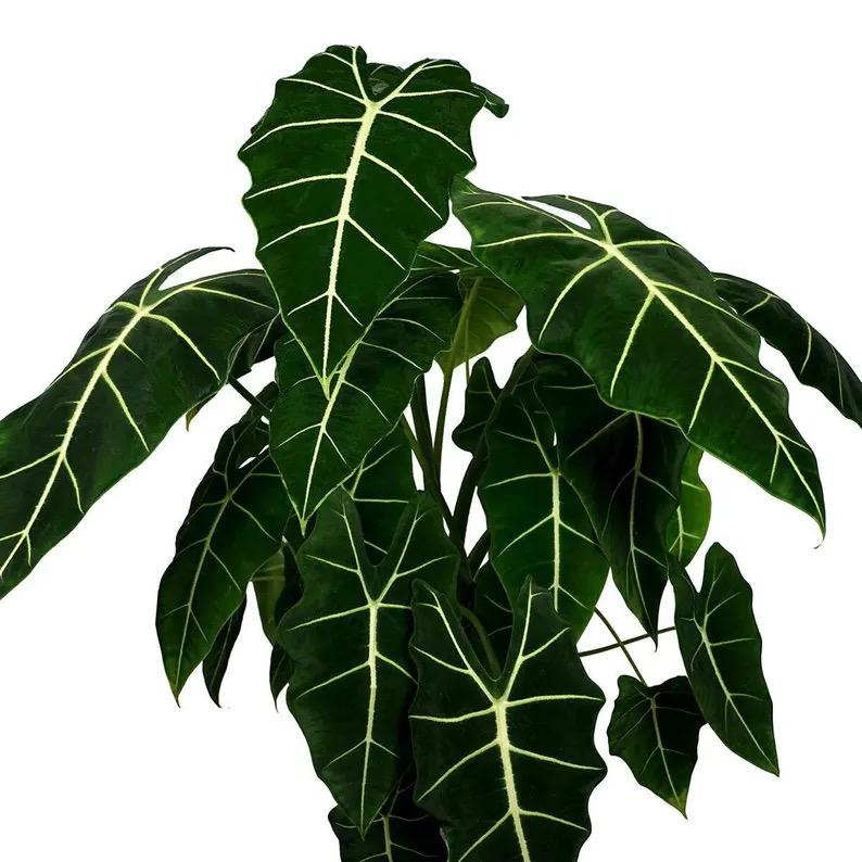 Alocasia velvet Elvis starter plant **(ALL plants require you to purchase ANY 2 plants!)**
