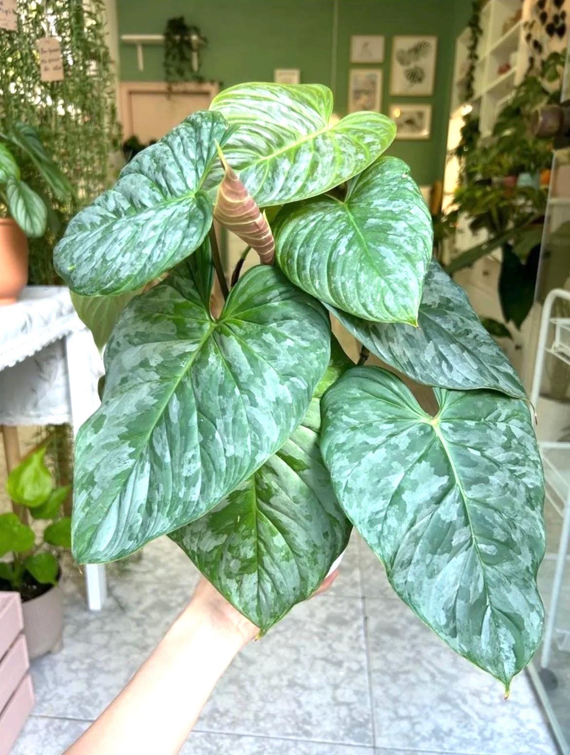 Philodendron Majestic starter plant **(ALL plants require you to purchase ANY 2 plants!)**
