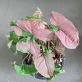 Syngonium singo lava starter plant **(ALL plants require you to purchase ANY 2 plants!)**