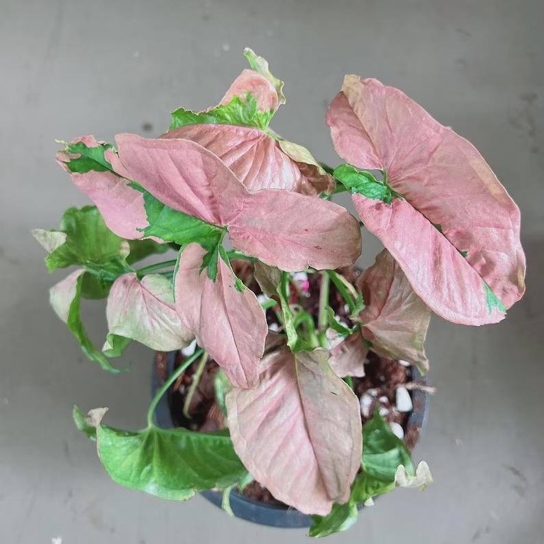 Syngonium singo lava starter plant **(ALL plants require you to purchase ANY 2 plants!)**