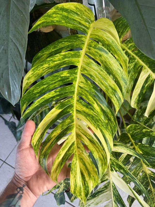 Epipremnum yellow flame rare 2” plant **(ALL plants require you to purchase ANY 2 plants!)**