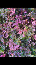 Peacock moss unique fern (perfect for terrarium) 2” Pot (ALL STARTER PLANTS require you to purchase 2 plants!)*