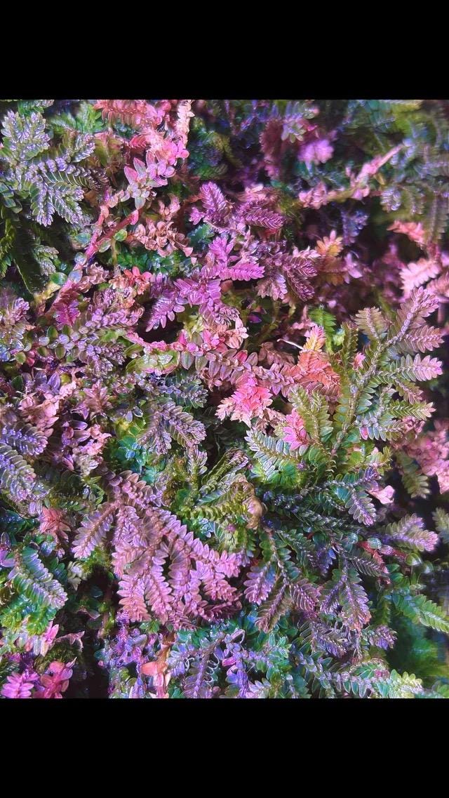 Peacock moss unique fern (perfect for terrarium) 2” Pot (ALL STARTER PLANTS require you to purchase 2 plants!)*
