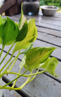 Champs Elysses rare (teruno) pothos starter plant **(ALL plants require you to purchase ANY 2 plants!)**